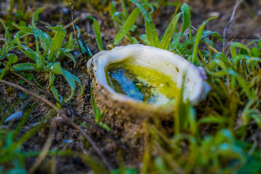 An oyster shell full of water on grass
