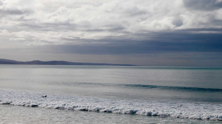 A lone surfer in the water rides towards a wave at Lorne Beach in Victoria.