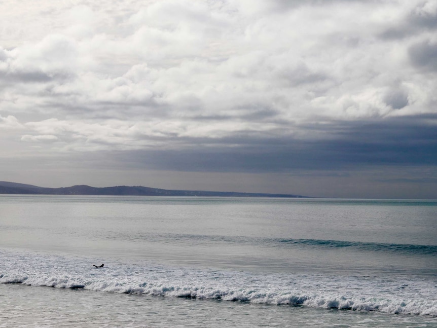 A lone surfer in the water rides towards a wave at Lorne Beach in Victoria.