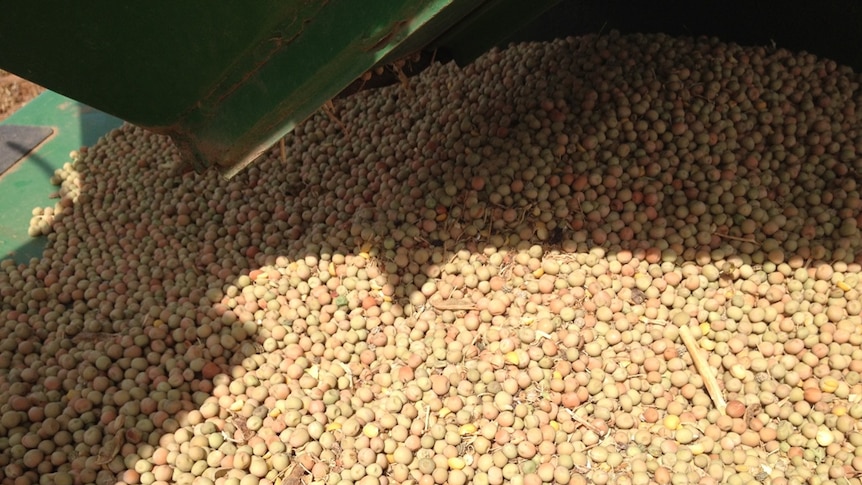 A pile of dry field peas under a silo after harvesting.