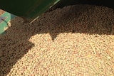 A pile of dry field peas under a silo after harvesting.