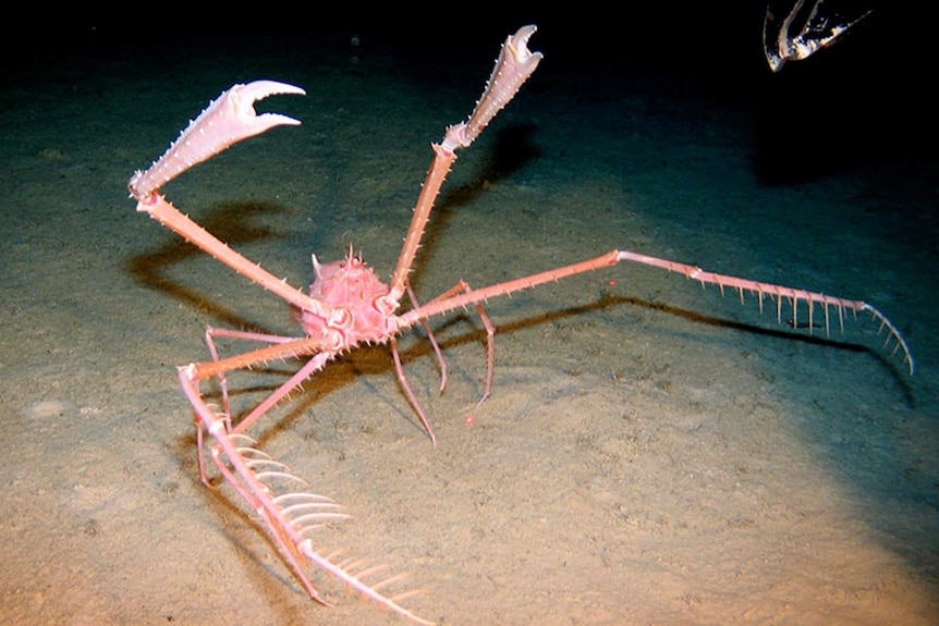 Deep in the ocean near Osprey Reef, a spider crab raises its pincers towards an approaching threat.