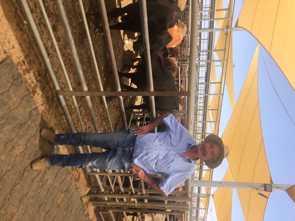 Dubbo farmer Phil Sheridan standing in front of a pen of cattle at the Dubbo saleyards.