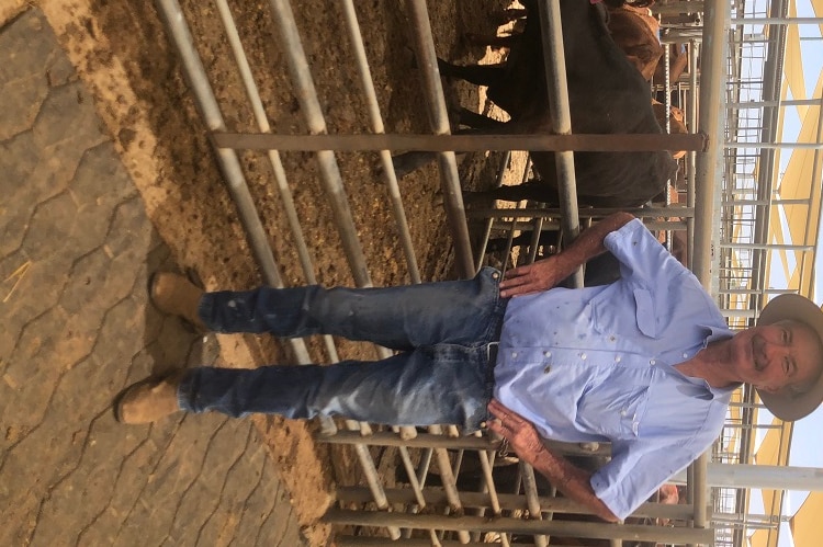 Dubbo farmer Phil Sheridan standing in front of a pen of cattle at the Dubbo saleyards.