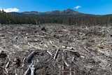 Cleared hardwood plantation forest in the Tyenna Valley southern Tasmania