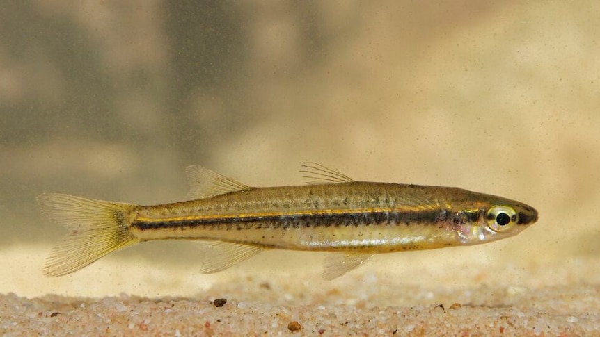 A new hardyhead fish caught in the Glenelg River in Western Australia's Kimberley region.