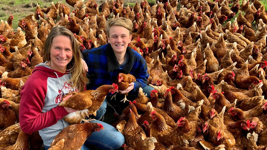 Investigation reveals 'free range' chickens come in flocks of