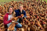a mother and son are sitting among hundreds of hens on a farm
