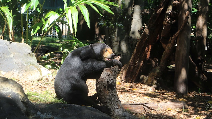 A black bear sits against a tree in a zoo enclosure filled with plants.
