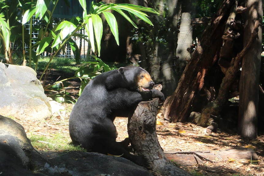 A black bear sits against a tree in a zoo enclosure filled with plants.