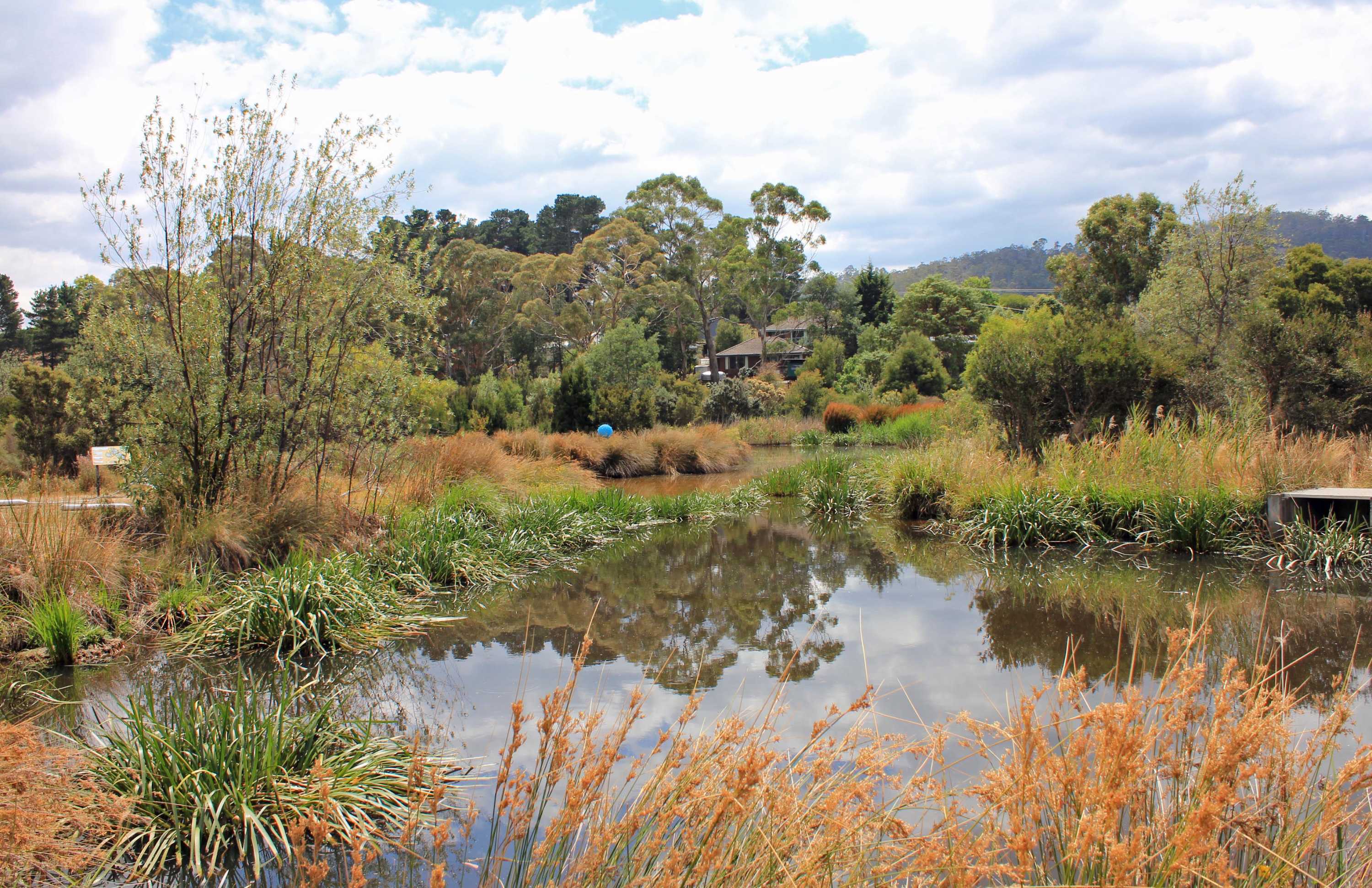 Kingston wetlands trash transformed into treasure in the name of