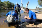 Three researchers wading in the shallows of the Swan River examining fish.