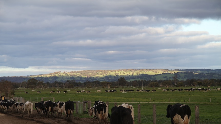 Dairy cows heading out to pasture in Western Australia