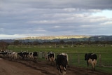 Dairy cows heading out to pasture in Western Australia
