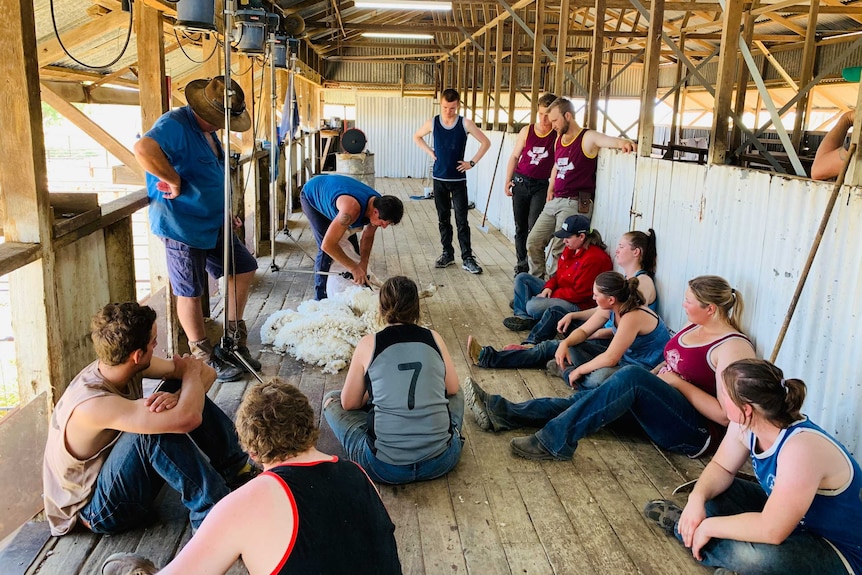 Students sit in shearing shed watching shearing instructor shear a sheep