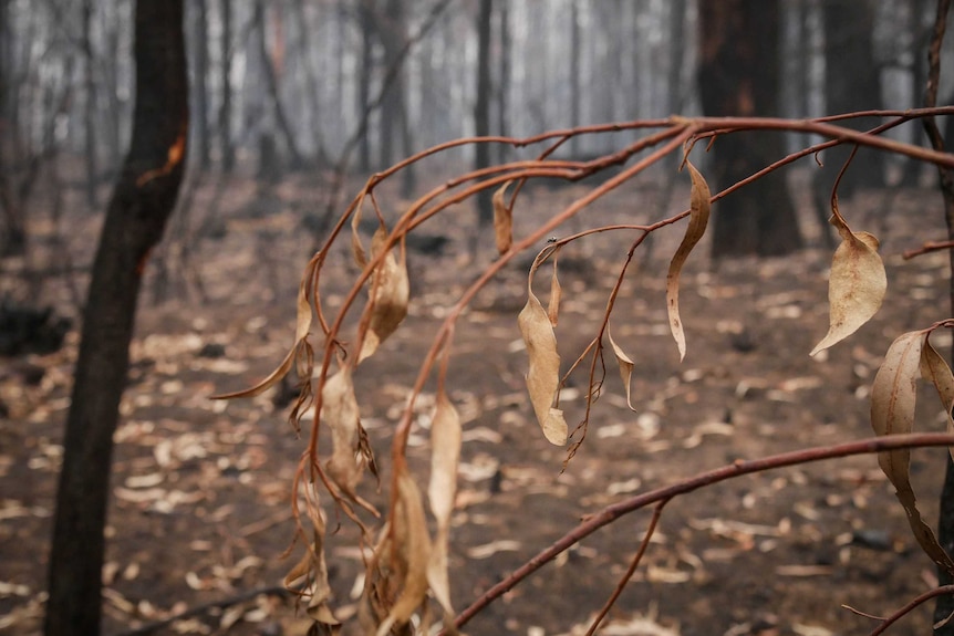 brown eucalypt leaves in the foreground of a burnt forest in east Gippsland