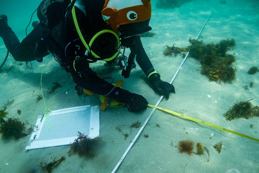 A diver holds two measuring tapes under water