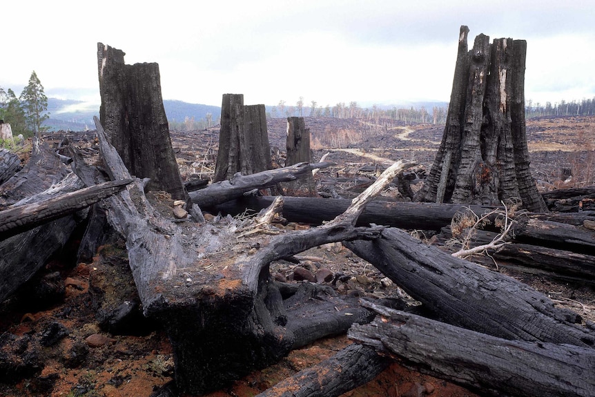 Burnt tree stumps amongst cleared forest.