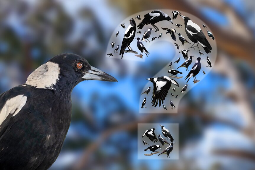 A graphic showing magpies in the shape of a question mark.