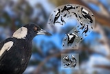A graphic showing magpies in the shape of a question mark.