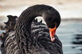 Close up of a black swan