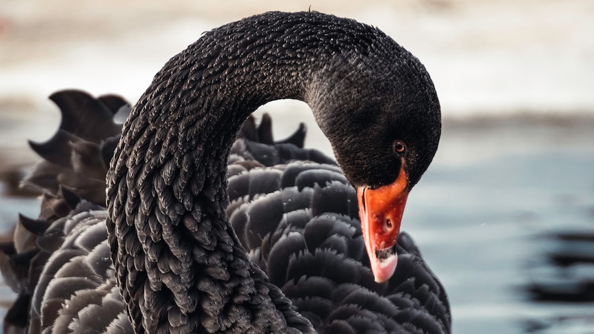 Close up of a black swan