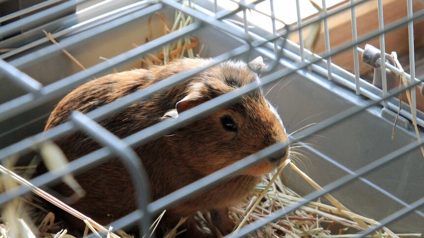 Guinea pig in a cage