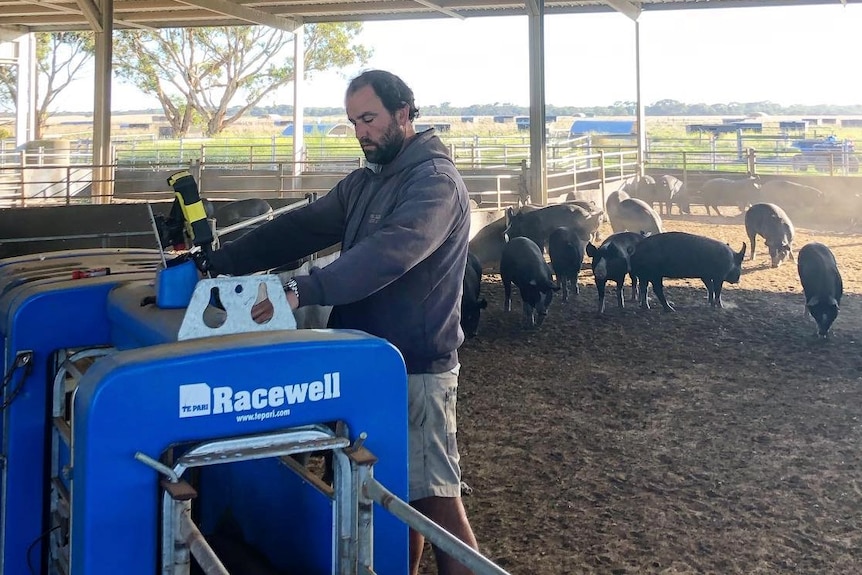 Mark Wheal - standing in pig pen in front of machinery - pigs in background