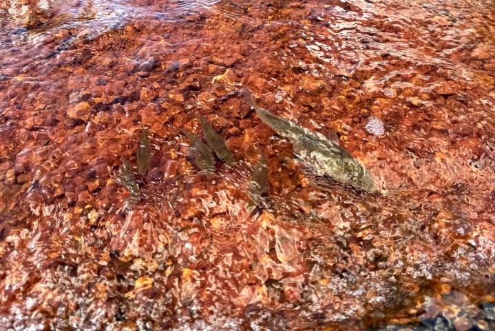 Small fish swim around in pool of water on red dirt.