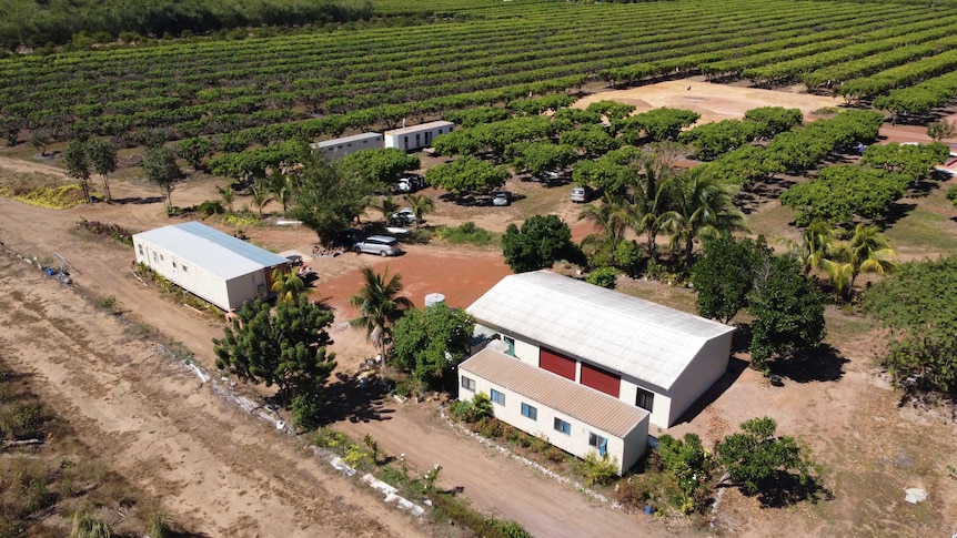 Aerial of Humpty Doo mango farm, May 2020.