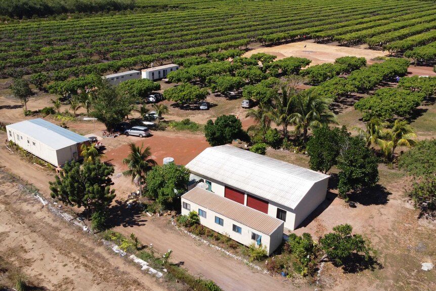 Aerial of Humpty Doo mango farm, May 2020.