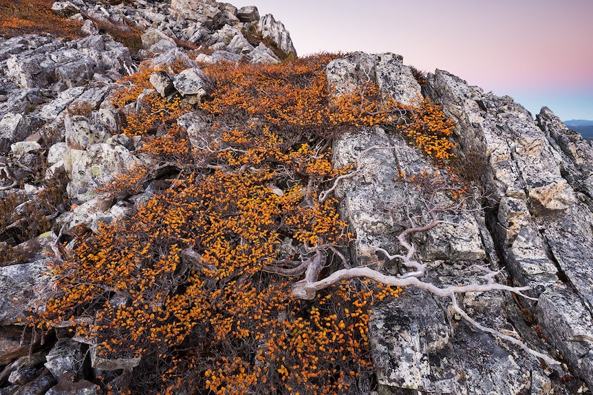 Yellow fagus covers a rocky mountain top with pink sky in the background