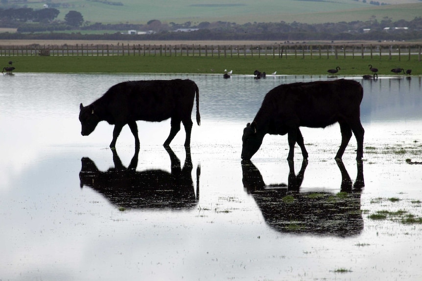 Wet winter brings positive outlook for Hunter cattle producers