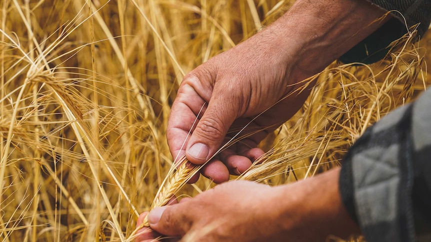 A pair of sun-wrinkled hands handle the bud of yellow barley crop.