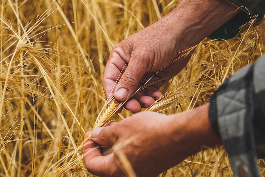 A pair of sun-wrinkled hands handle the bud of yellow barley crop.