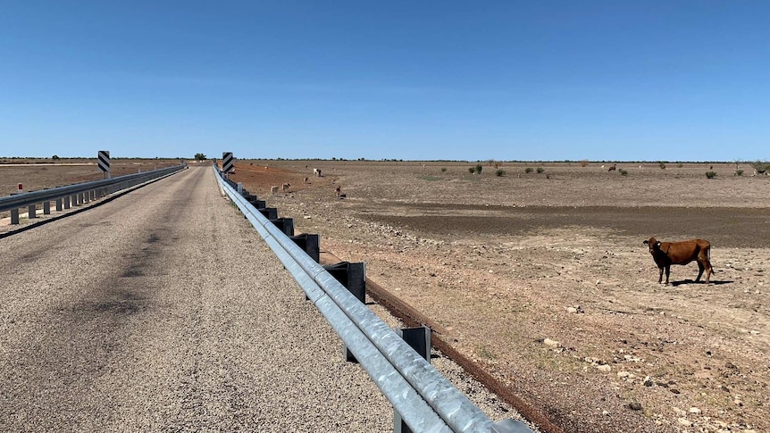 Cattle stand near a dry waterhole in the Barkly region