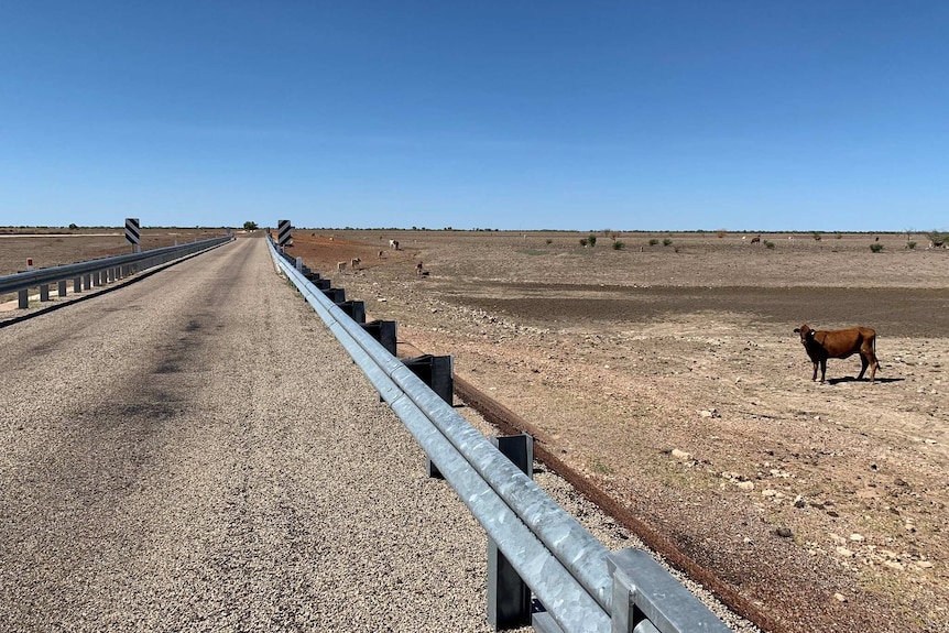 Cattle stand near a dry waterhole in the Barkly region