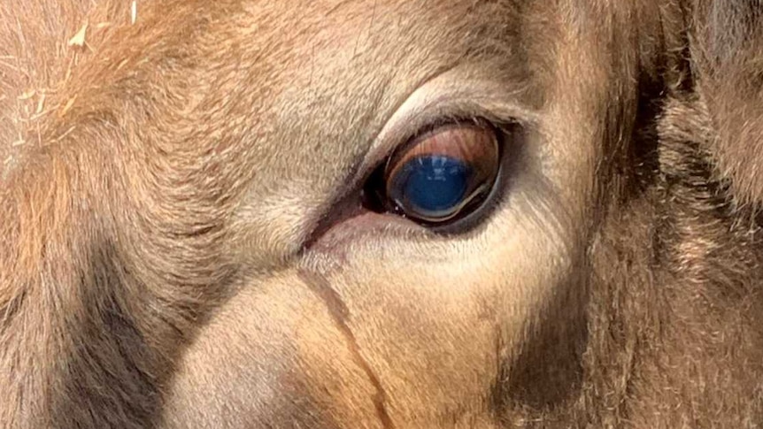 A cow shakes head close to the camera.