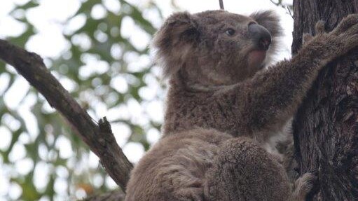 Koala and cub climbing a tree in Campbelltown