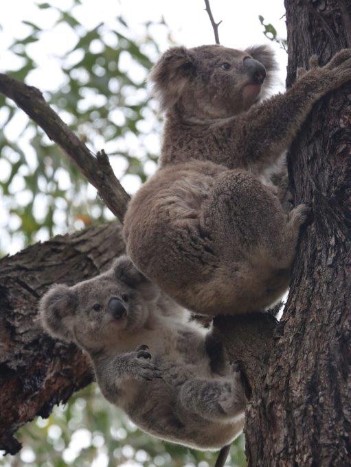 Koala and cub climbing a tree in Campbelltown