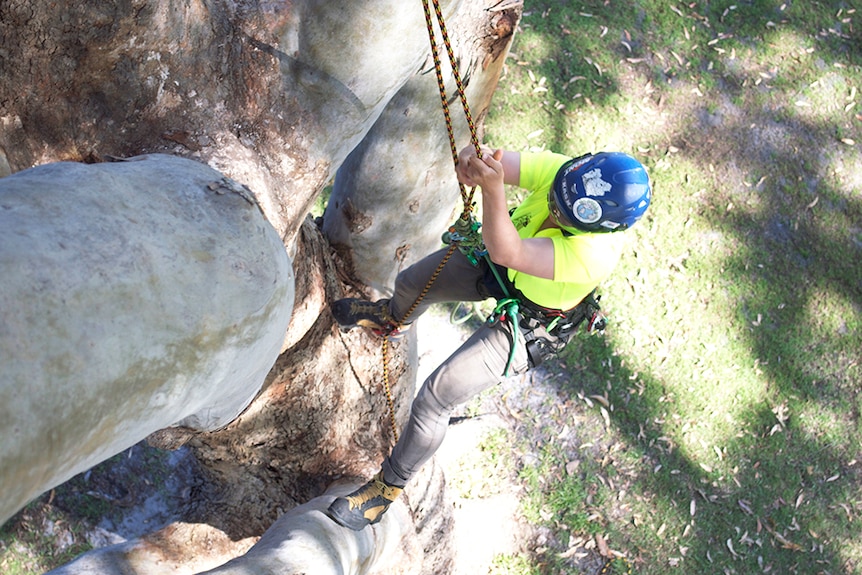 Ascending a tree for rescue event