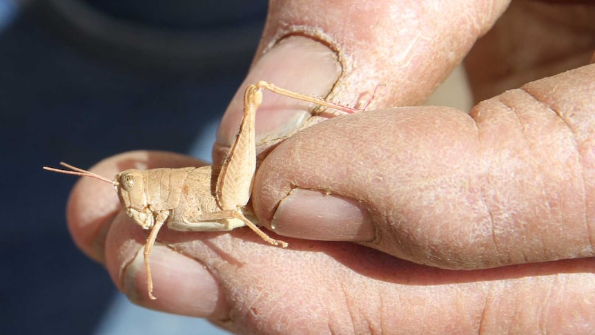 A close up of a man's hands holding a small, dun-coloured grasshopper.