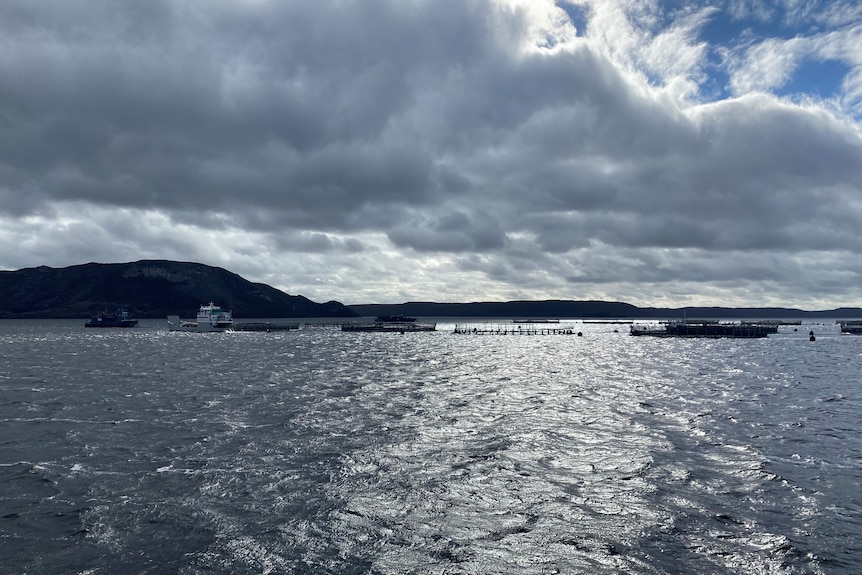 Circular salmon pens floating in a harbour on an overcast day.