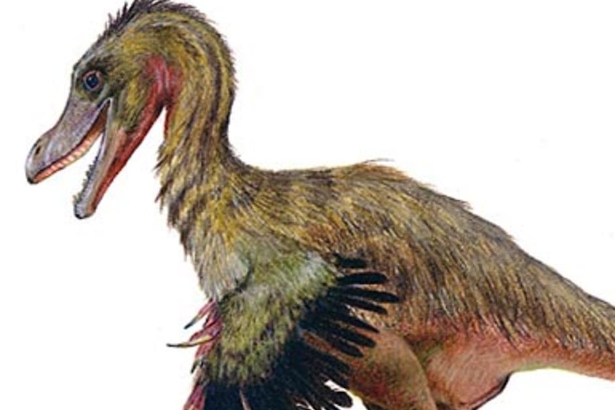 The dinosaur, Velociraptor