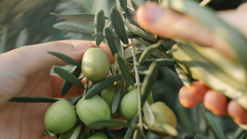 A person clipping and olive branch. The olive branch is often used as a sign for making peace.