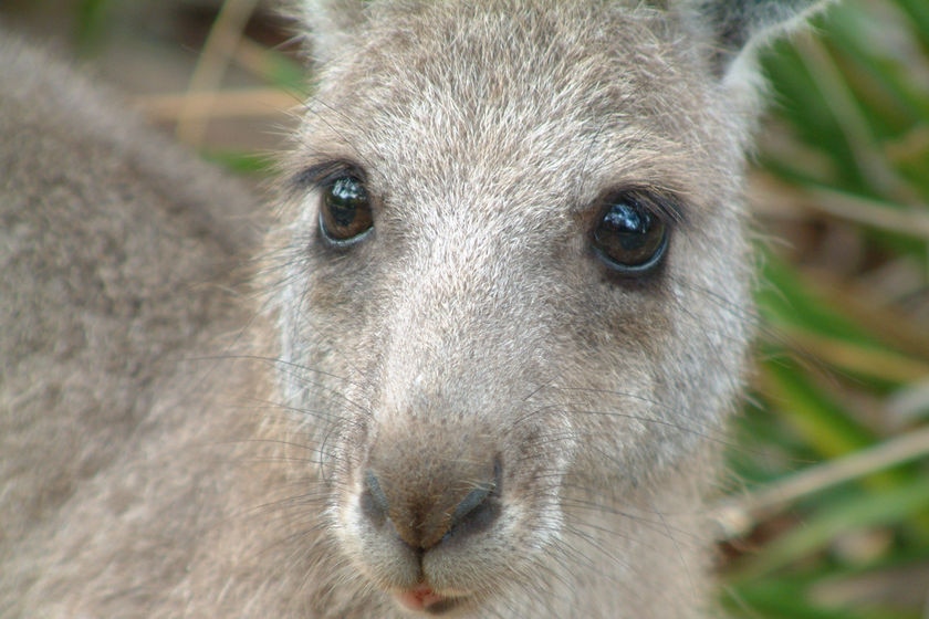 Close-up of a wallaby/kangaroo.