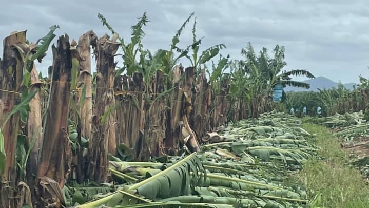 A cloudy sky hangs over a damaged banana crop. Rows of trees lie dead, while some in the background are still standing