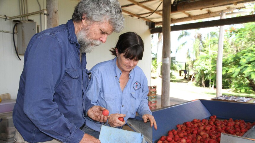 Man and woman stand in front of a conveyer belt sorting red lychees.
