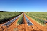 Irrigated watermelon crop under plastic hoops.