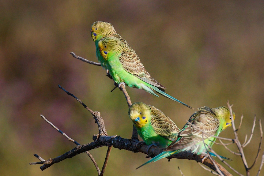 Small birds with green chest feathers and yellow and brown patterned wing feathers, sitting on a branch